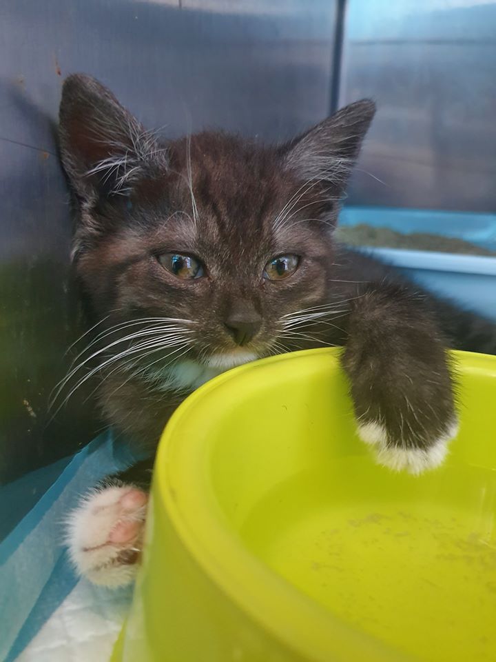 Es werden immer mehr…