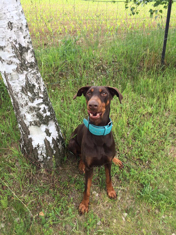 Muffin ohne Maulkorb