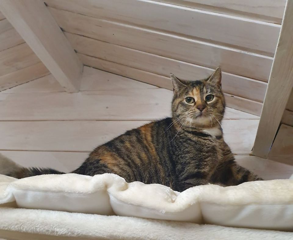 Die nächste werdende Mama wurde gesichert