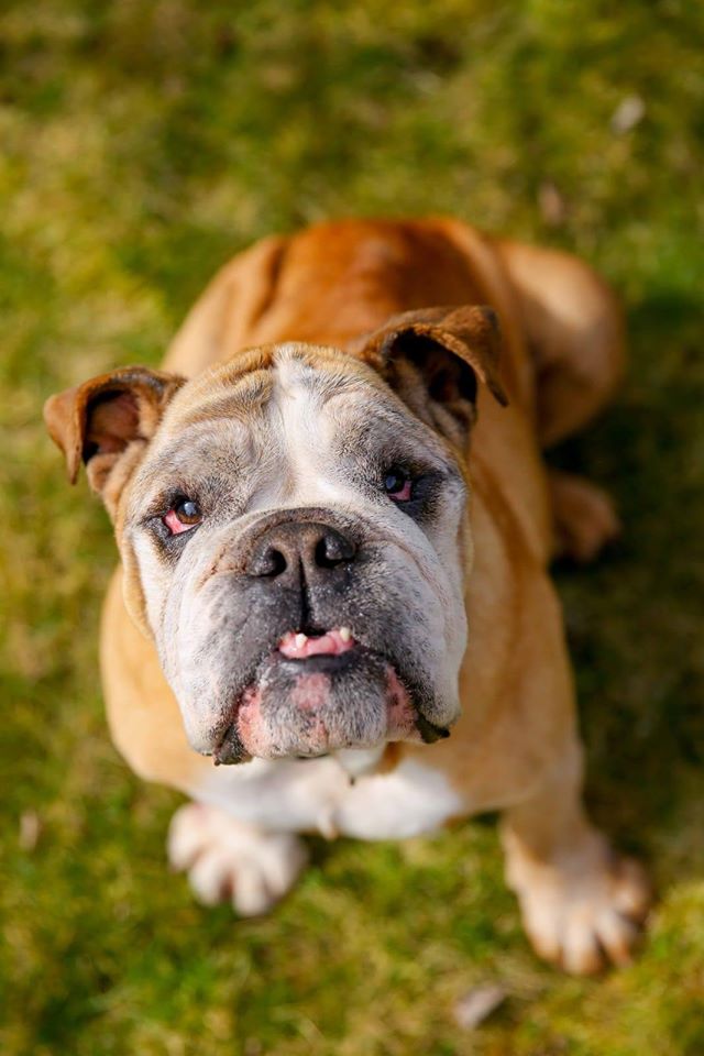 Bulliger Engländer sucht kuscheliges Körbchen