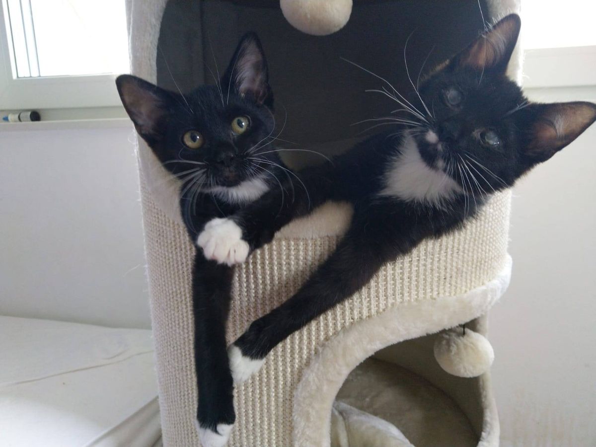 Klebi und Catman (Skunky und Funky)