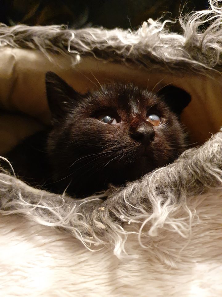 Ich verstehe es nicht …