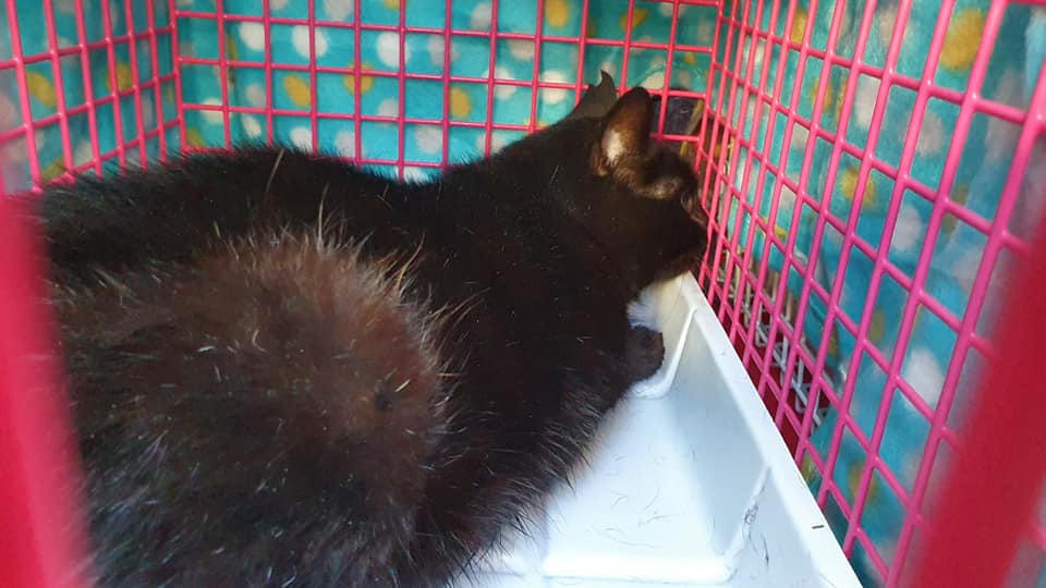 Kastrationen und kein Ende….