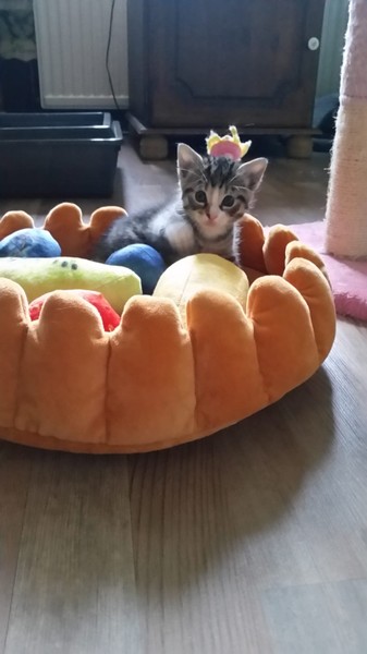 Laurentia.jpeg (337×600)