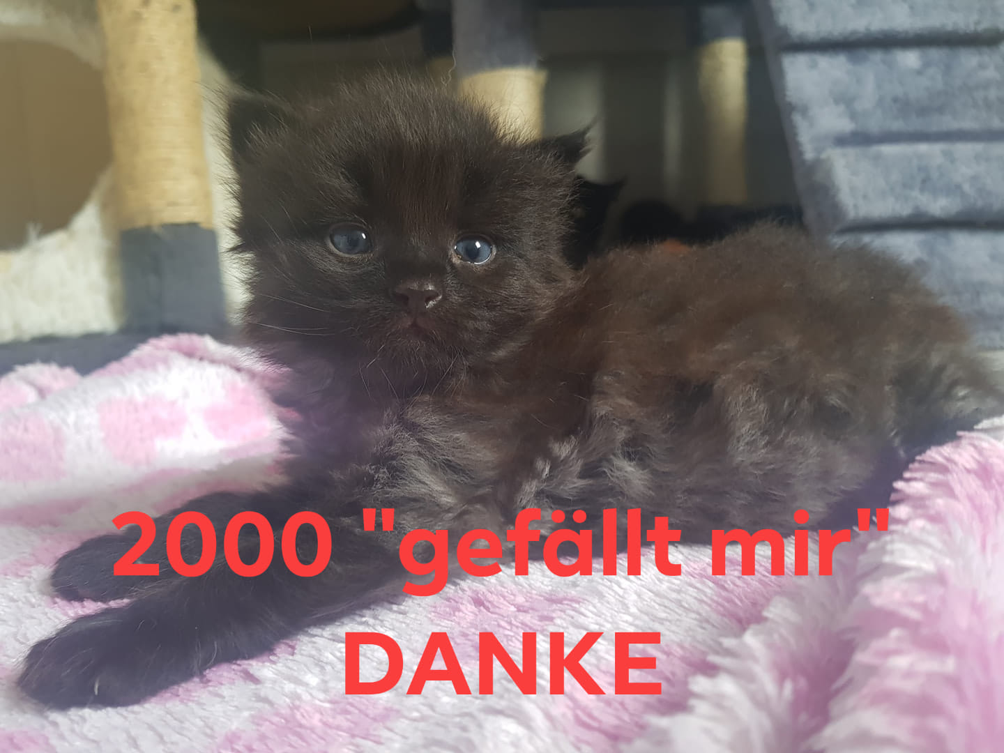 2000Danke.jpg (1440×1080)