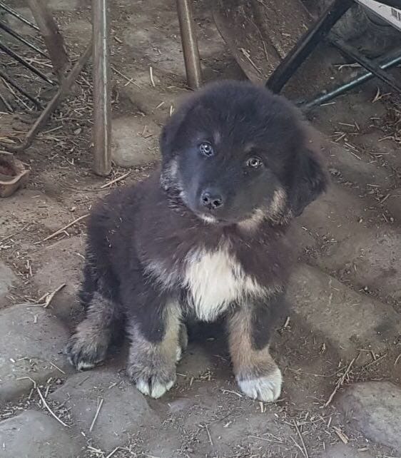 Wer kennt das kleine Hundi?