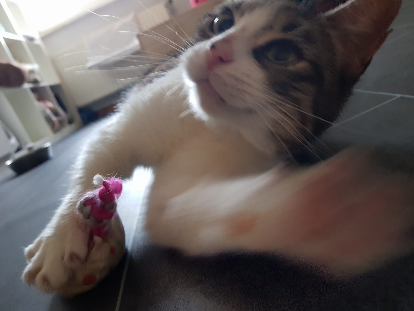 Liebe Grüße von Gurki!