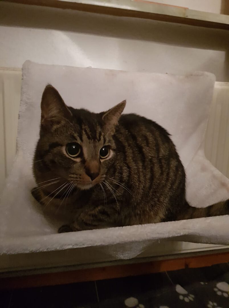 Fundkatze Westhagen.