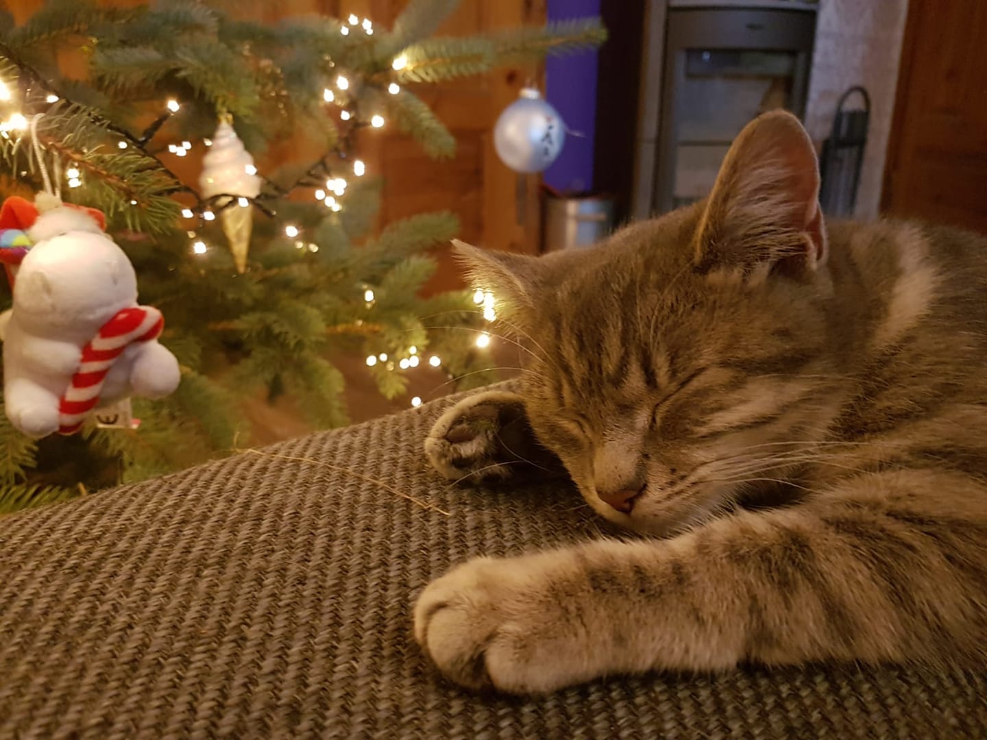 Luna wünscht euch einen schönen                4. Advent.