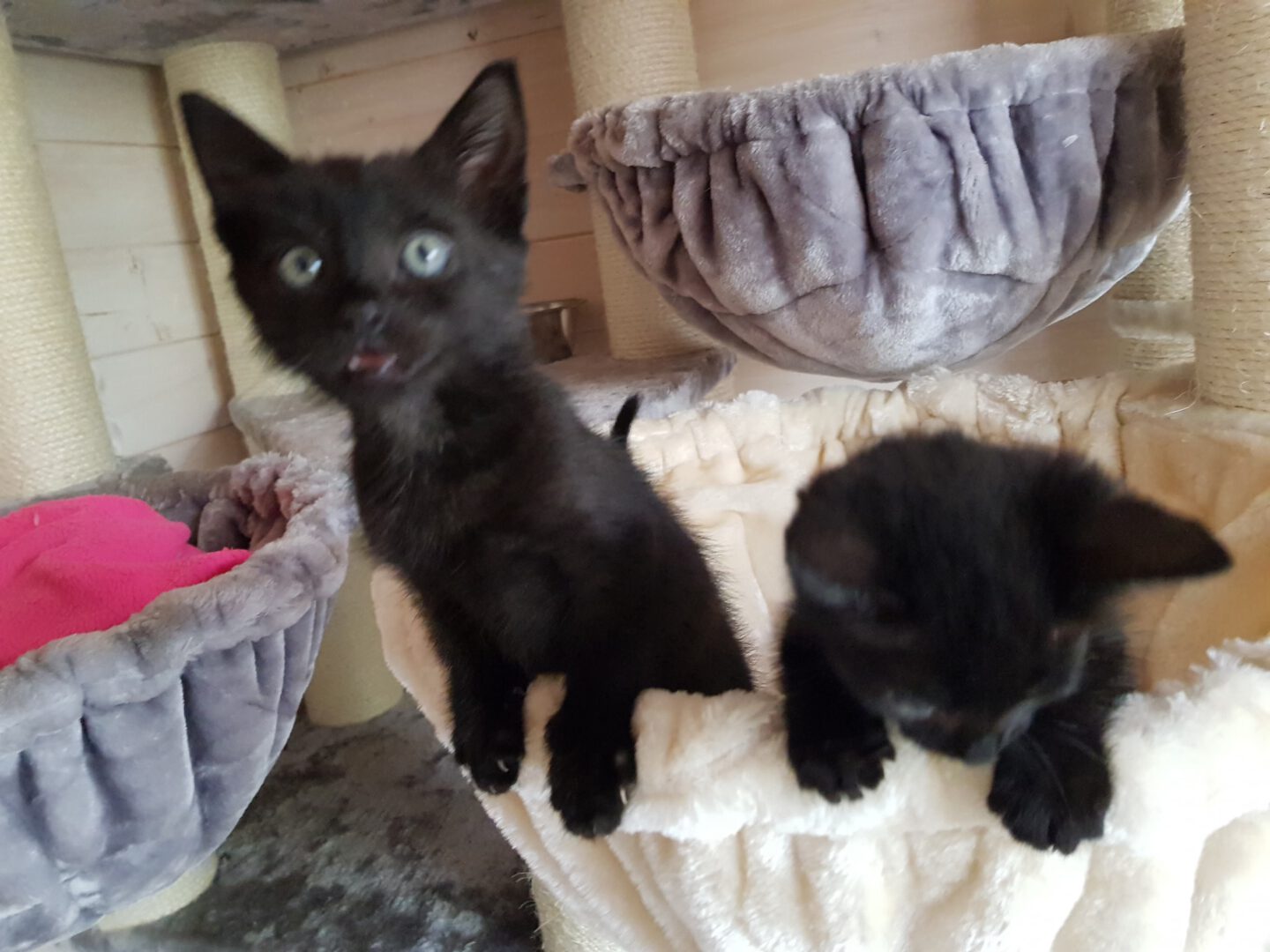 8 Flaschis5.jpg (2048×1536)