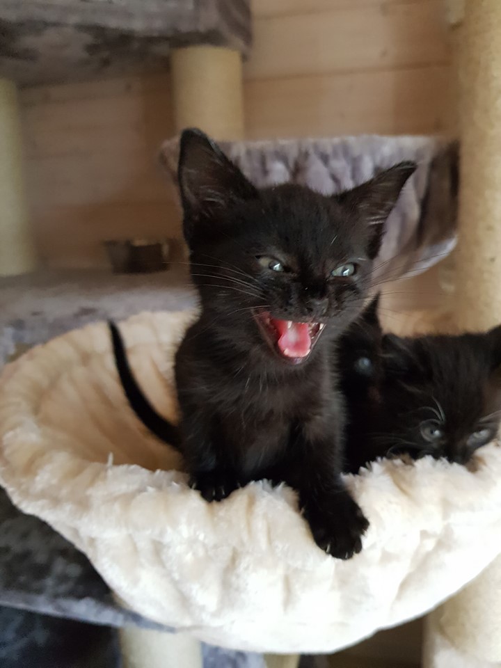 8 Flaschis9.jpg (720×960)