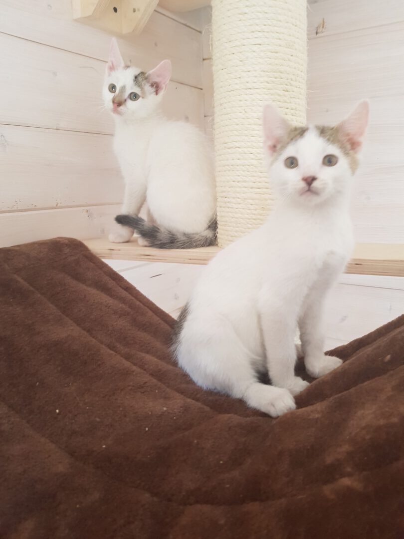 AbraKadabra.jpg (1536×2048)