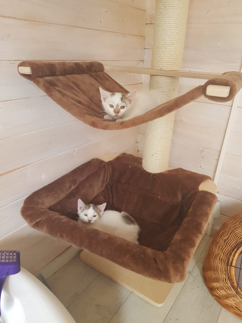 – Abra & Kadabra –