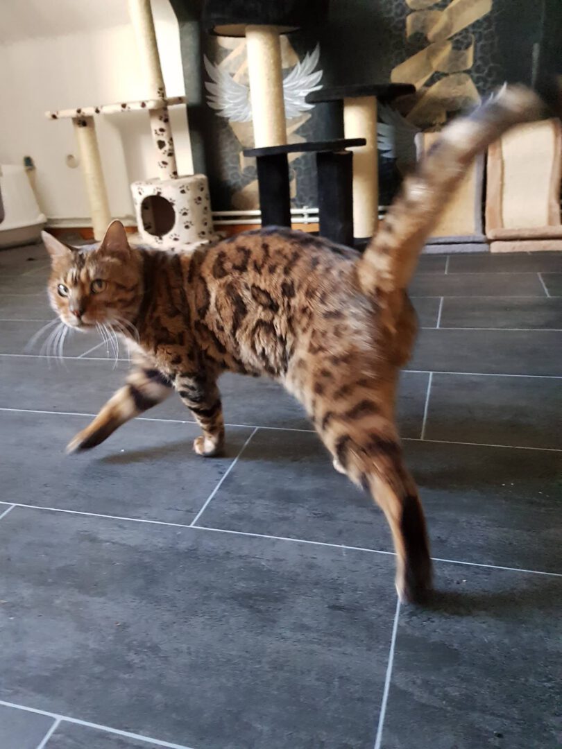 ArmaniBluehtAuf.jpg (1536×2048)