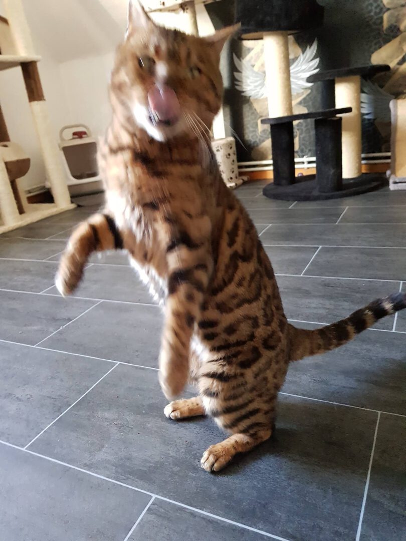 ArmaniBluehtAuf2.jpg (1536×2048)