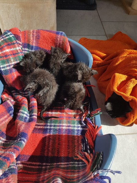 Baaaden.jpg (450×600)