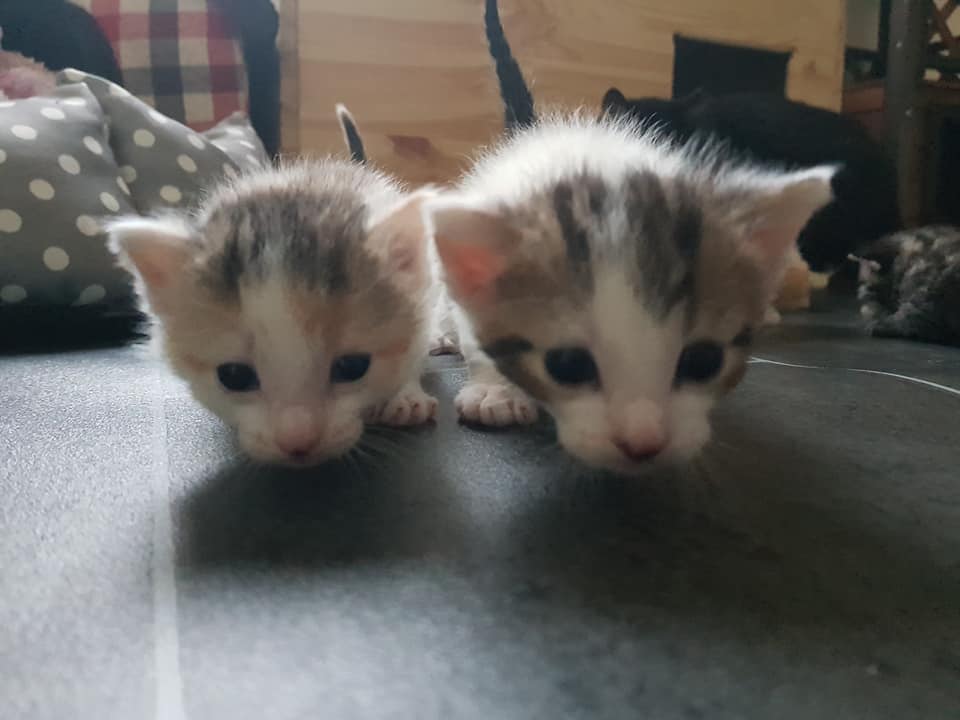 BabyWelt3.jpg (960×720)