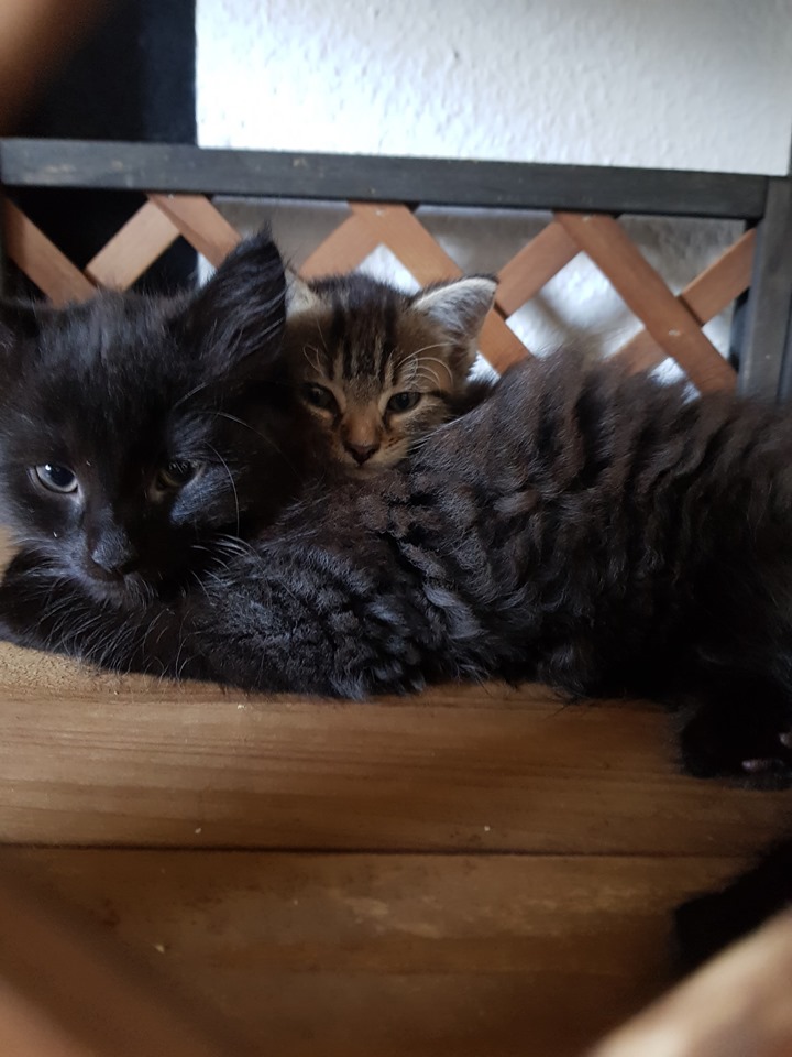 Babylicious19.jpg (720×960)