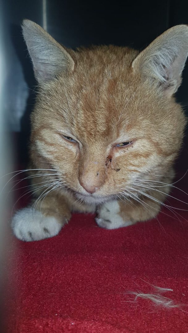 Beetle5.jpg (900×1600)