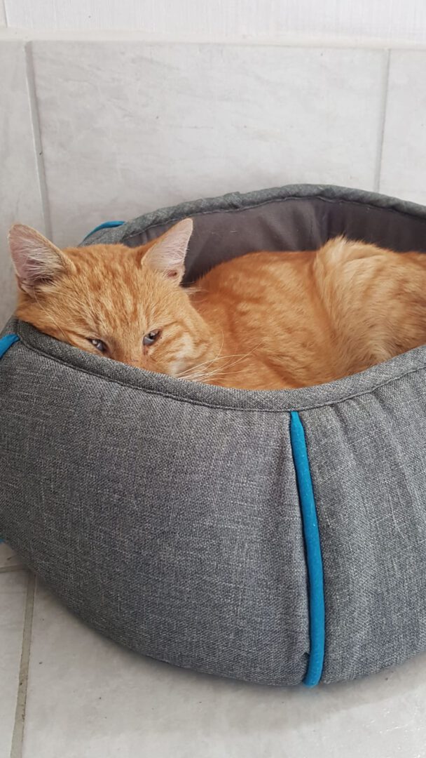 Beetle sendet liebe Grüße!