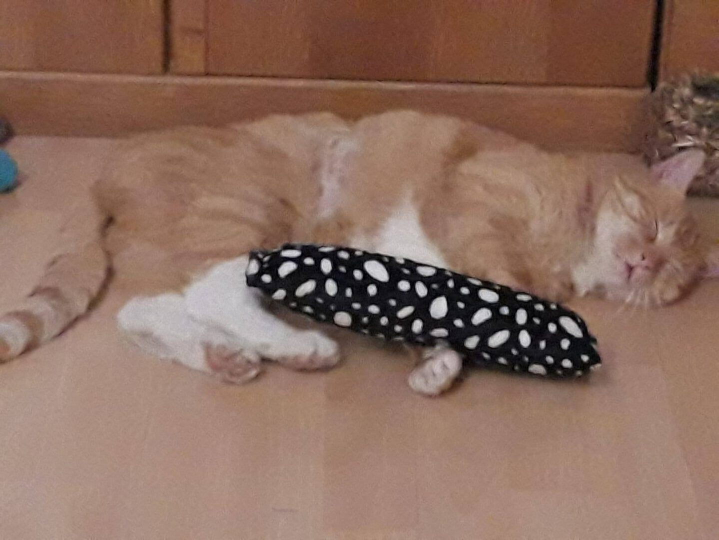 Beetle ist gut Zuhause angekommen :-)