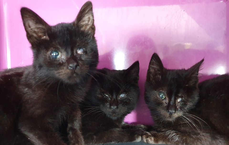 Auch mit Aschenbrödel und ihren 3 Haselnüssen geht es bergauf.