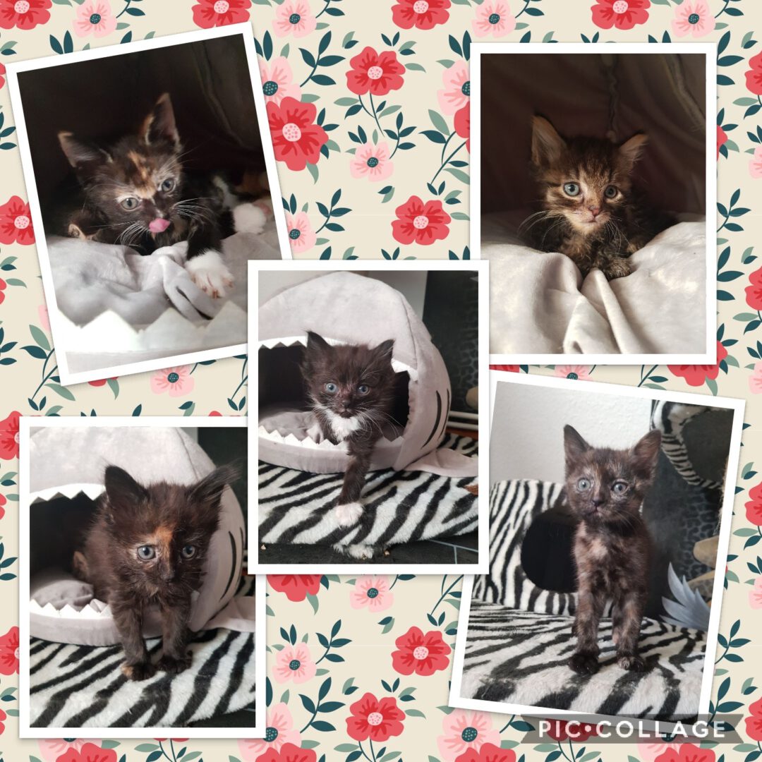 Collage 2017-12-29 15_18_44.jpg (1440×1440)