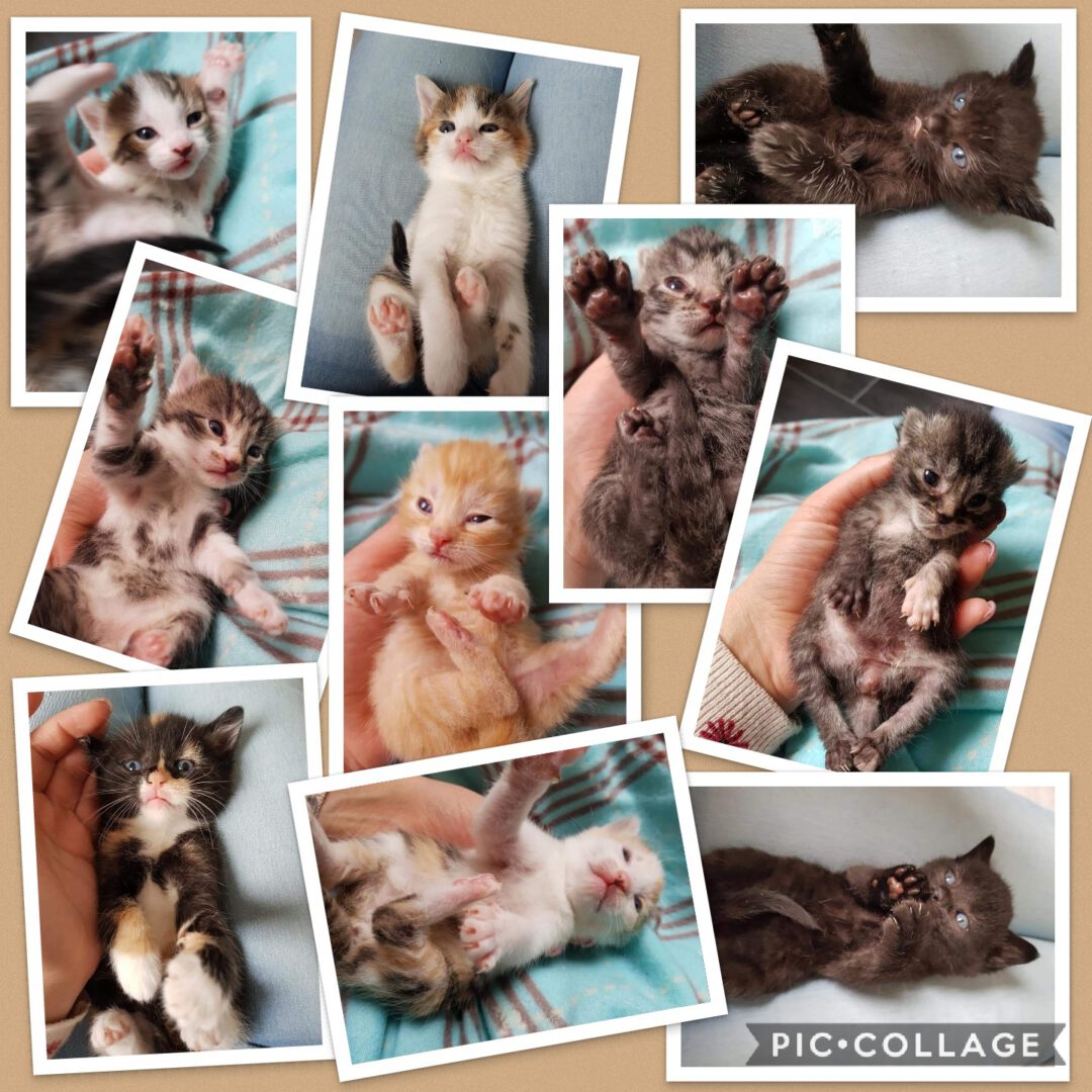 Collage 2018-05-17 10_58_24.jpg (1440×1440)