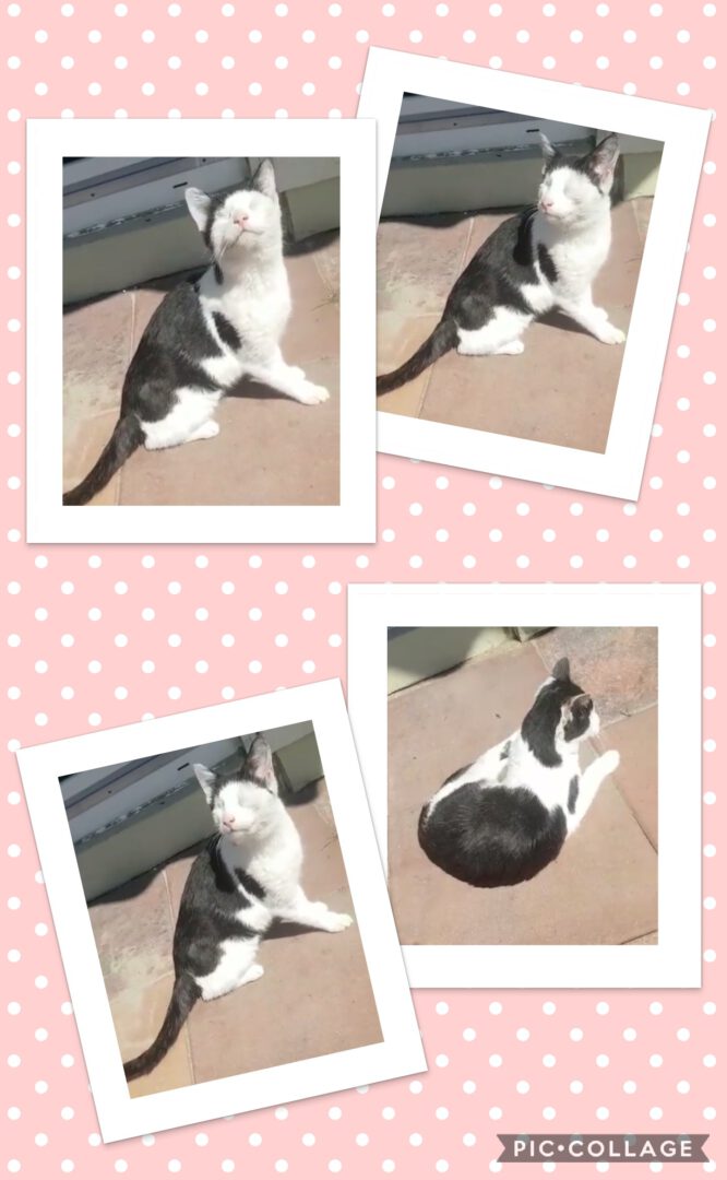 Nyx genießt die Sonne :-)