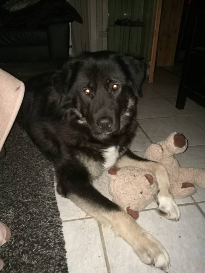 Unsere „Kleinen“ – Elmo und Silvester (jetzt Dobby) :-)