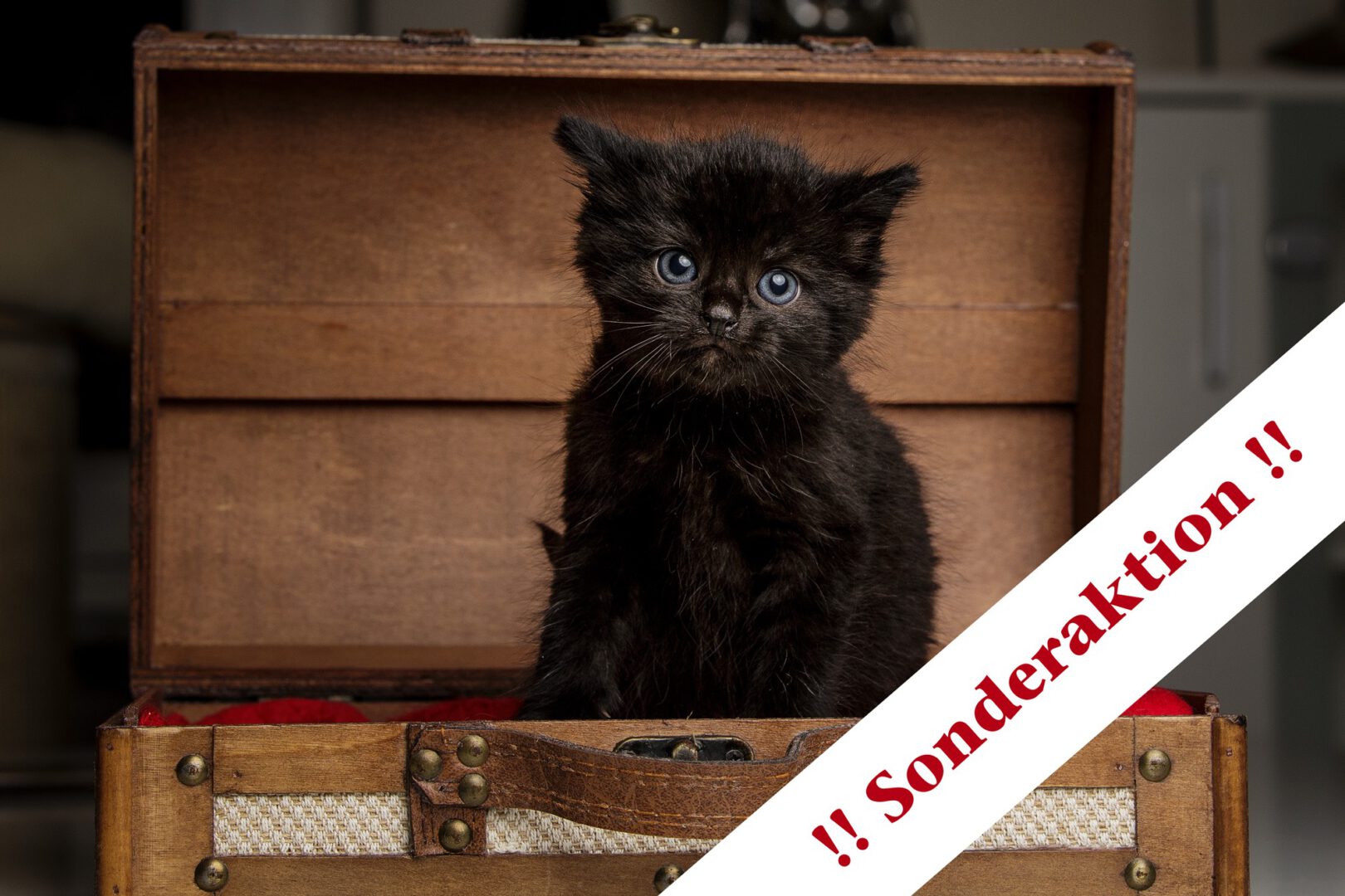 FellnasenshootingTagDerKatze.jpg (2000×1333)
