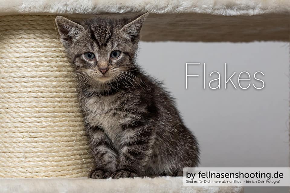 Flakes.jpg (960×640)