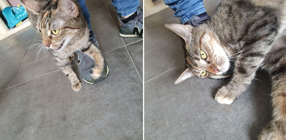 Fluffing1.jpg (1000×489)