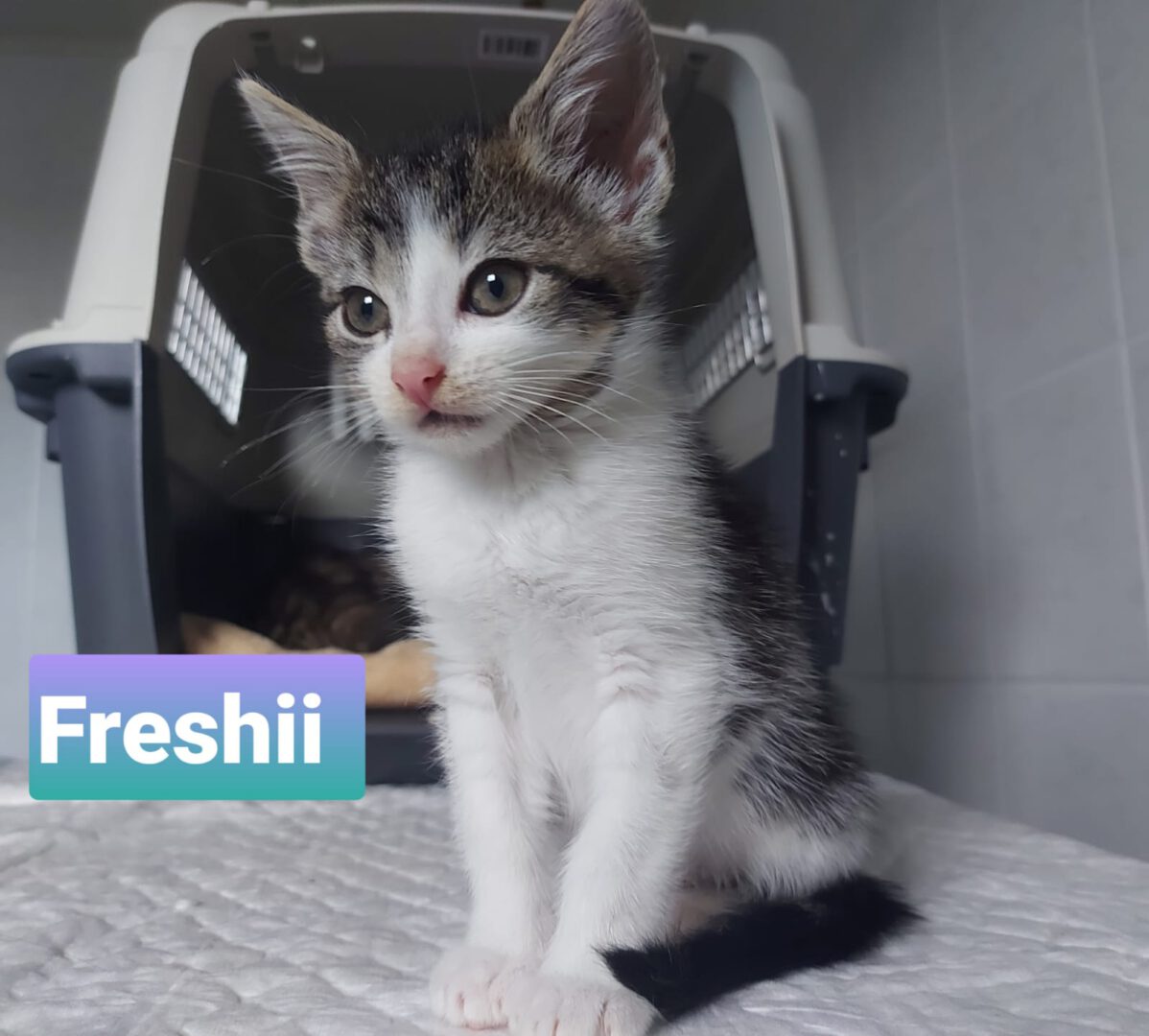 Freshhi.JPG (1600×1442)