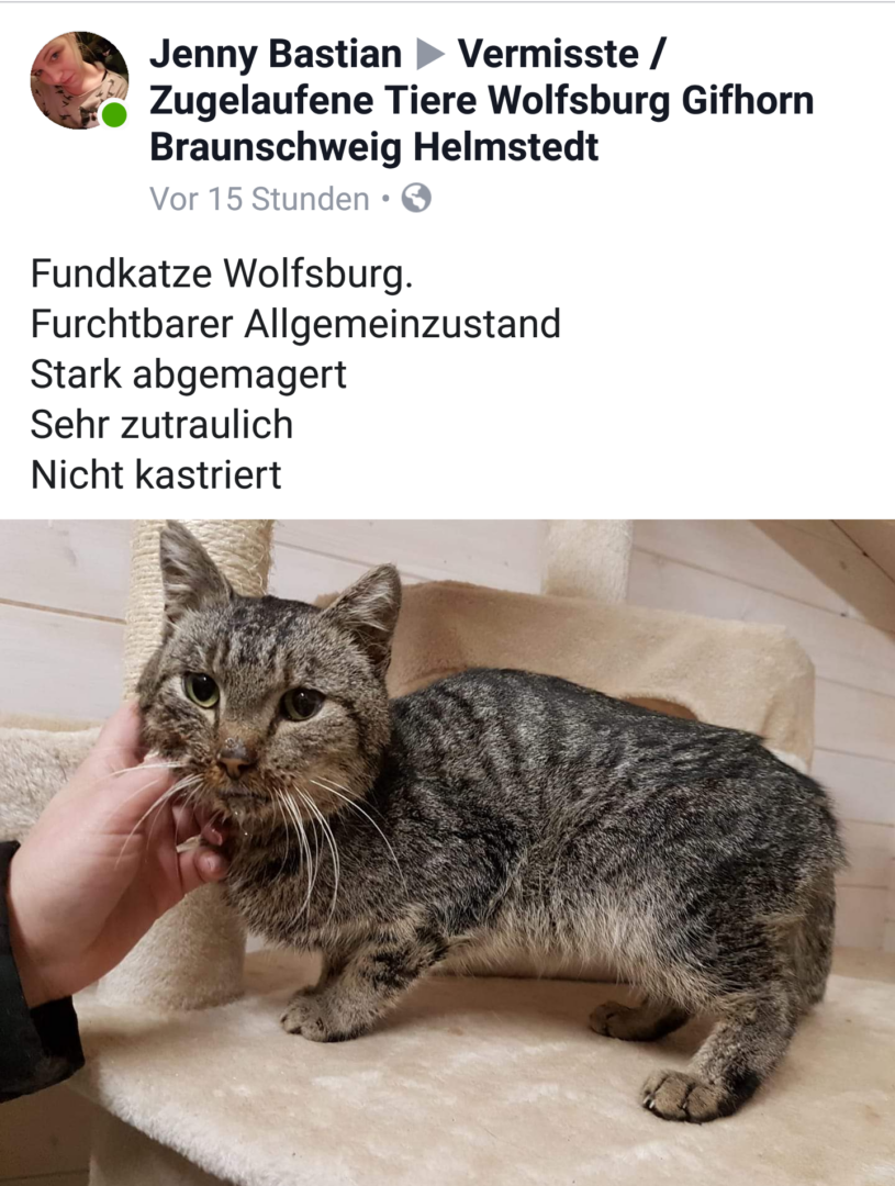 Fundkatze16112018.png (1440×1909)