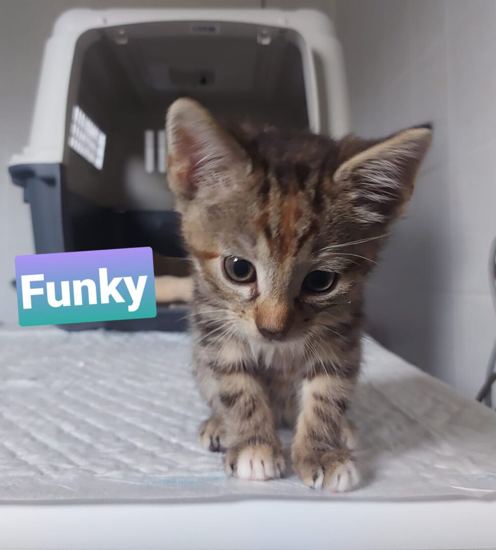 Funky.JPG (1372×1522)