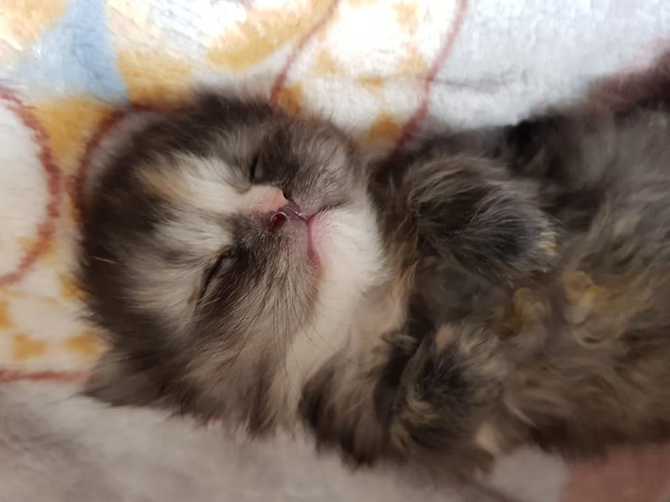 Geliebt_1.jpg (960×720)