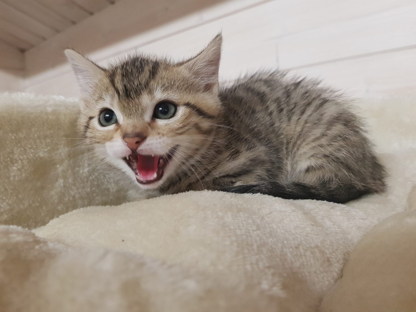 Gewusel10_1.jpg (2048×1536)