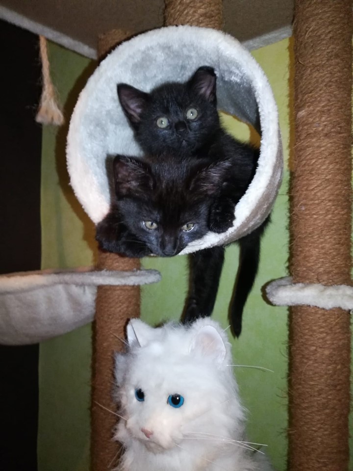 Gewusel3.jpg (720×960)