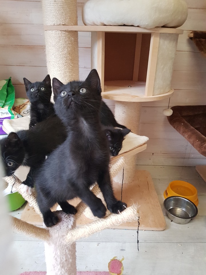 Gewusel4.jpg (720×960)