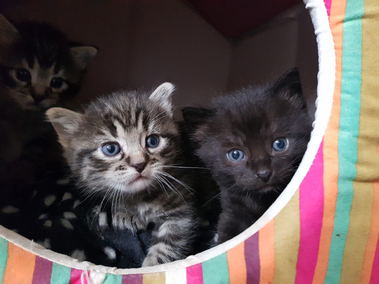 Gewusel7.jpg (2048×1536)