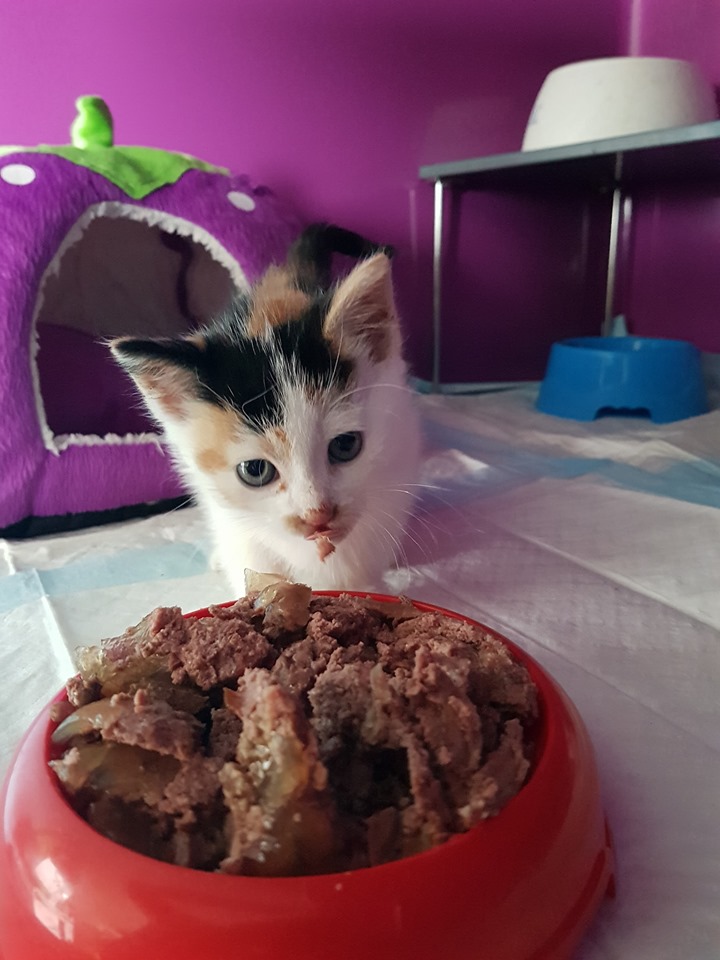 Gewusel9.jpg (720×960)