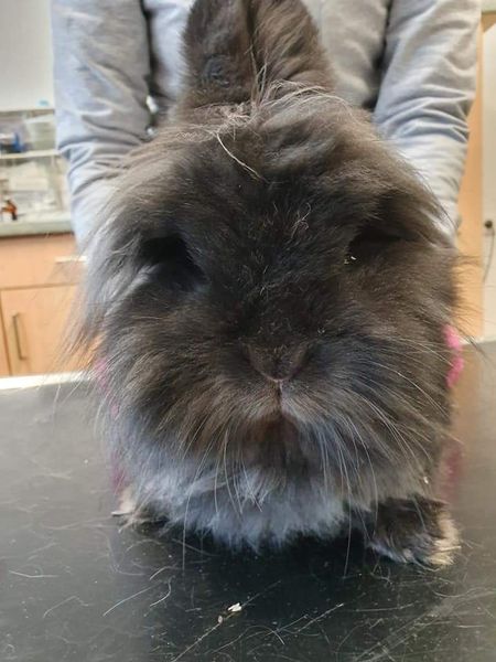 Hasen.jpg (450×600)