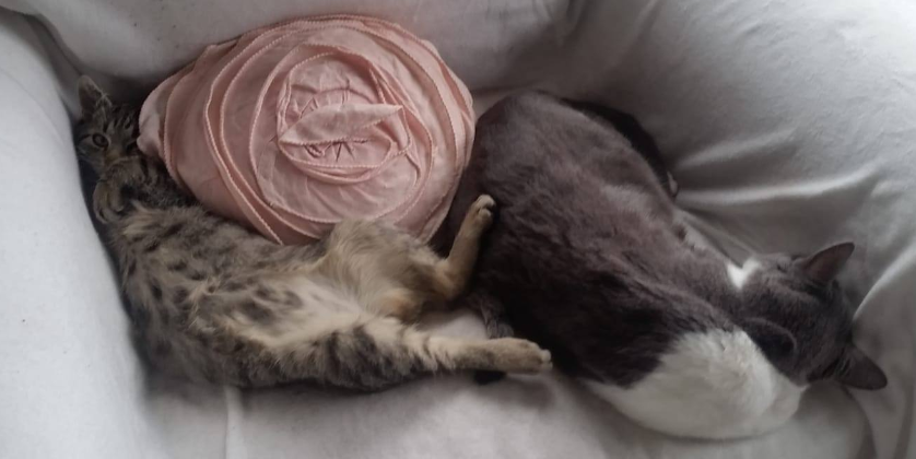 Jimmy_2.jpg (838×420)