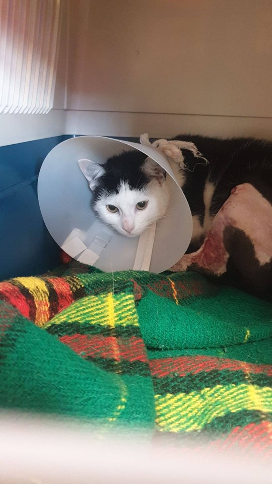 – Karla Karfunkel –