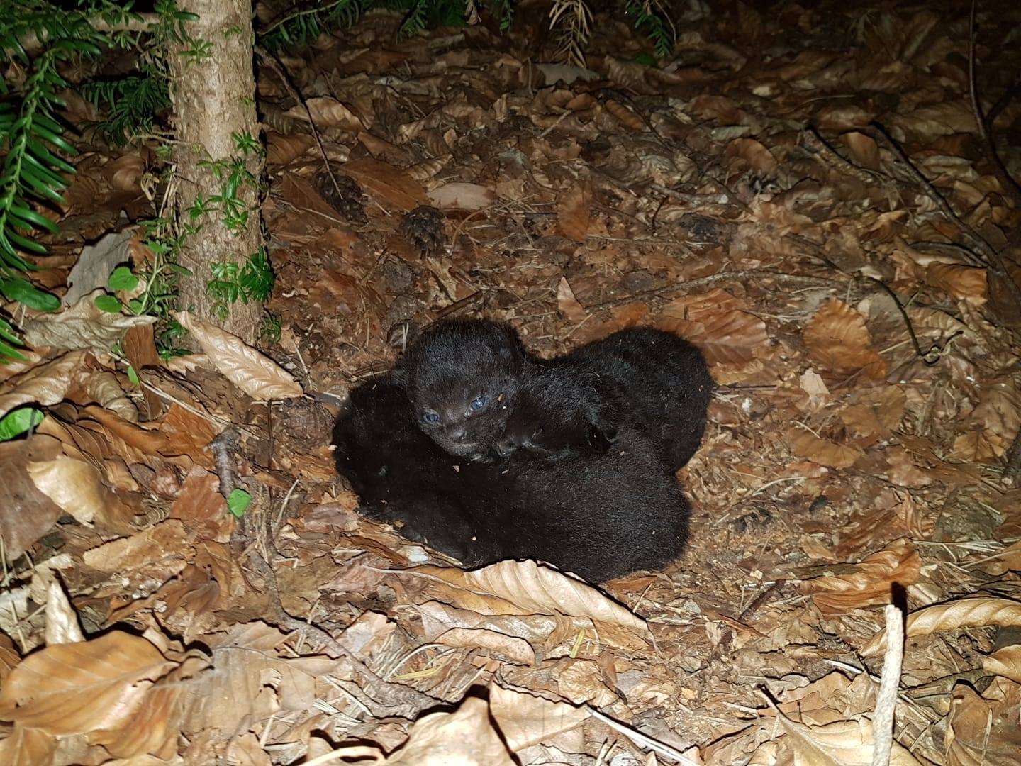 KarlaFund.jpg (1440×1080)