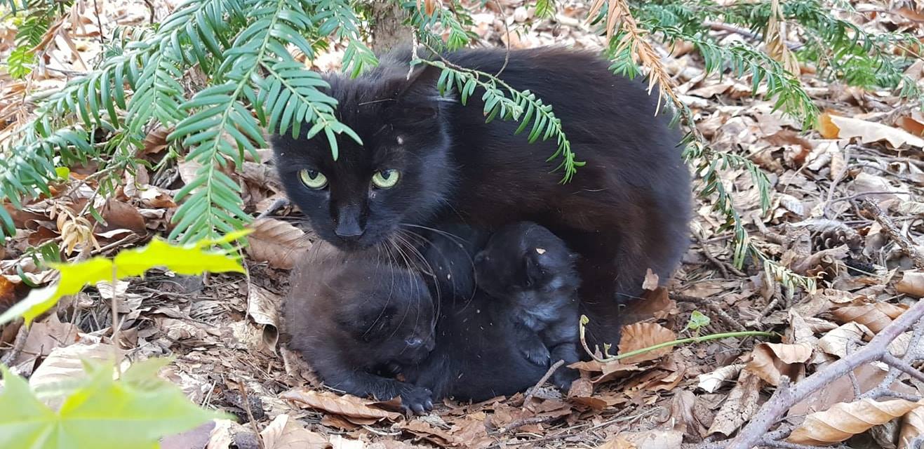 KarlaFund1.jpg (1317×640)