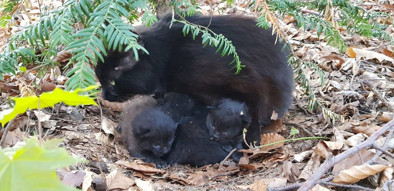 – Karla, Benjamin, Otto & Kiki –