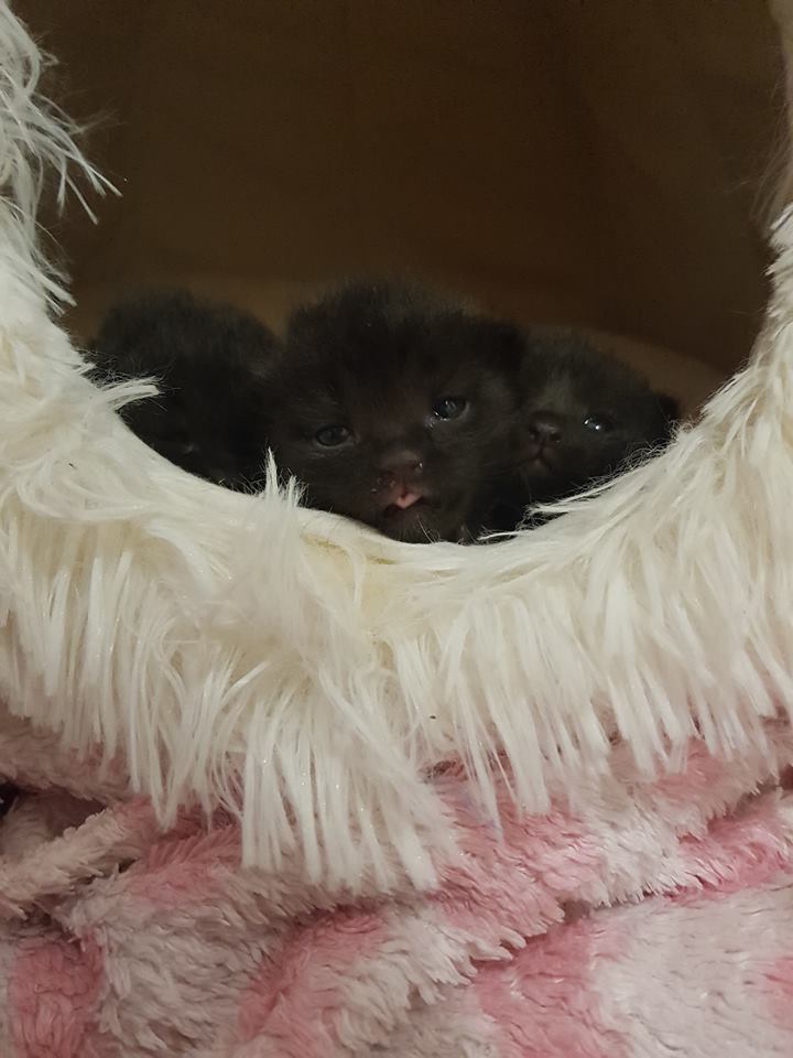 KarlaFund3.jpg (720×960)