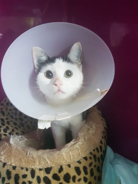 KarlaKarfunkelNachOP.jpg (450×600)